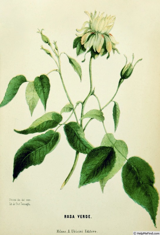 'Rosa Verde (Italy)' rose photo