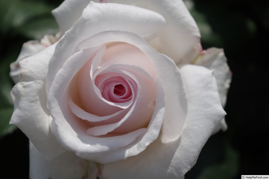 'Belmonte'' rose photo