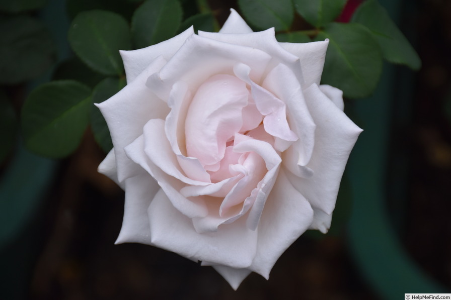 'Belmonte'' rose photo
