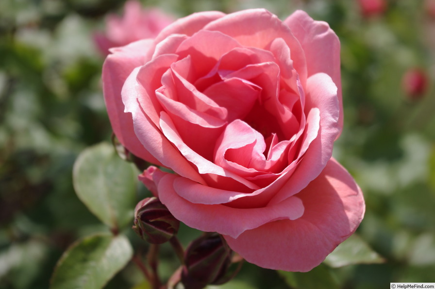 'Blessings' rose photo