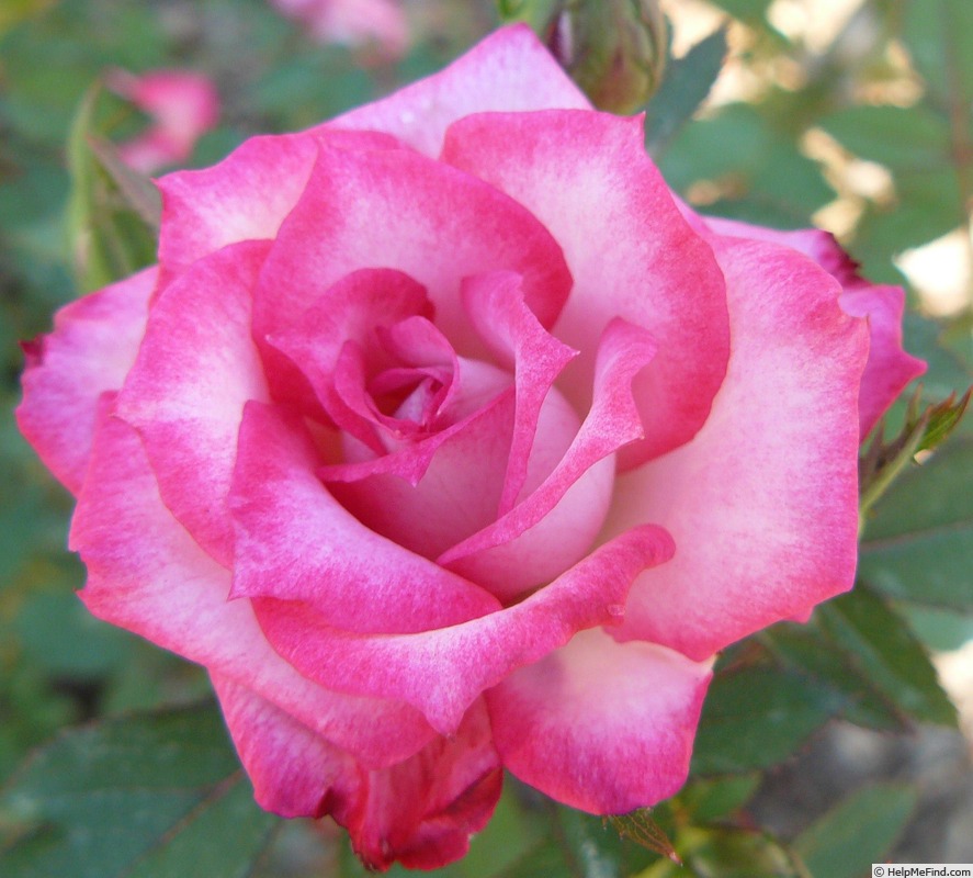 'Sweet Caroline' rose photo