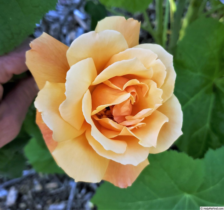 'Butterscotch (hybrid tea, Byrum/Hill, 1942)' rose photo