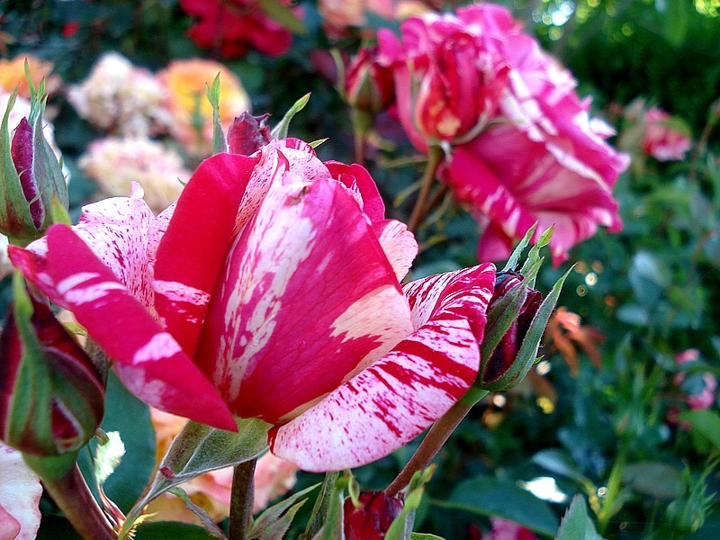 'Anniversaire' rose photo