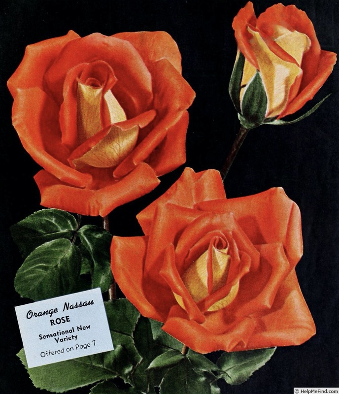 'Orange Nassau' rose photo