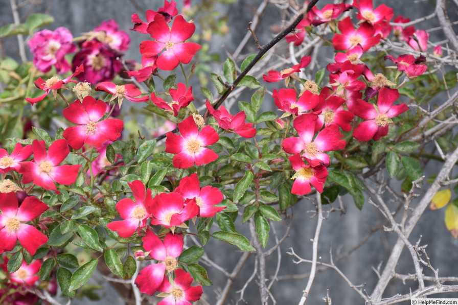 'Bloomfield Courage' rose photo