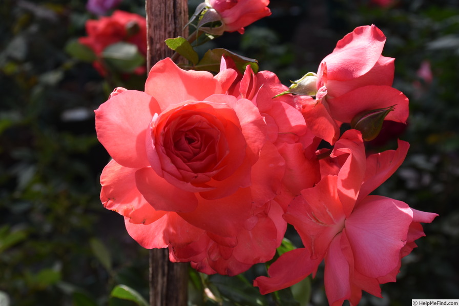 'Castle Balthazar' rose photo