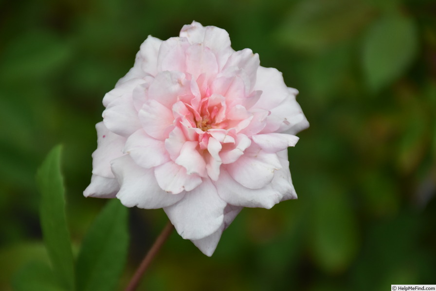 'Cécile Brunner' rose photo