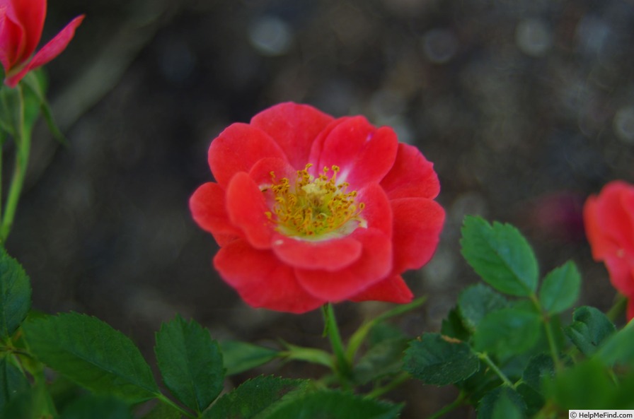 'Bud Meyers' rose photo