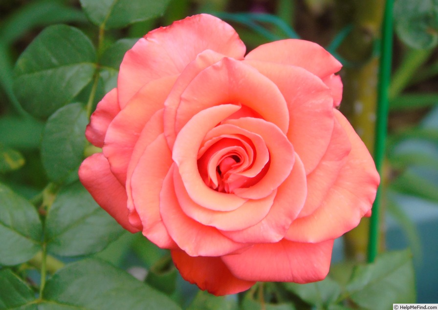 'Corvette ™' rose, click to enlarge 'Corvette ™' rose photo