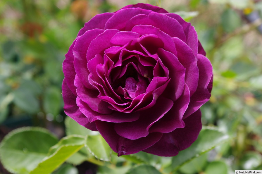 'Ebb Tide ™ (floribunda, Carruth 2001)' rose photo