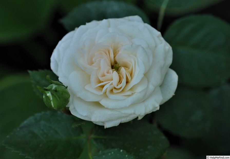 'Snow Gosling' rose photo