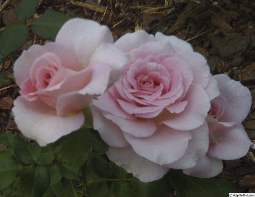 'Pink French Lace' rose photo