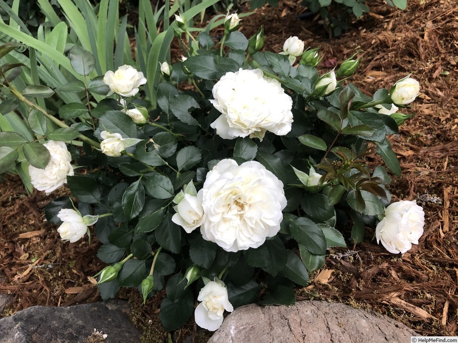 'White Meidiland' rose photo