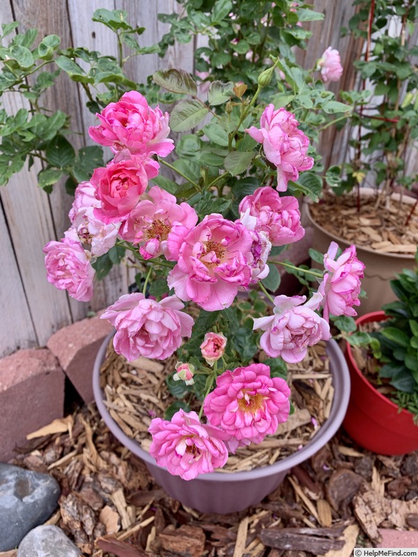 'Mauvelous' rose photo