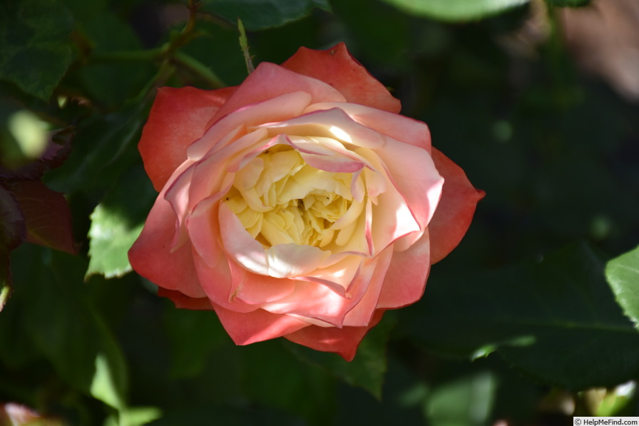 'Origami ® (floribunda, Meilland 2009)' rose photo
