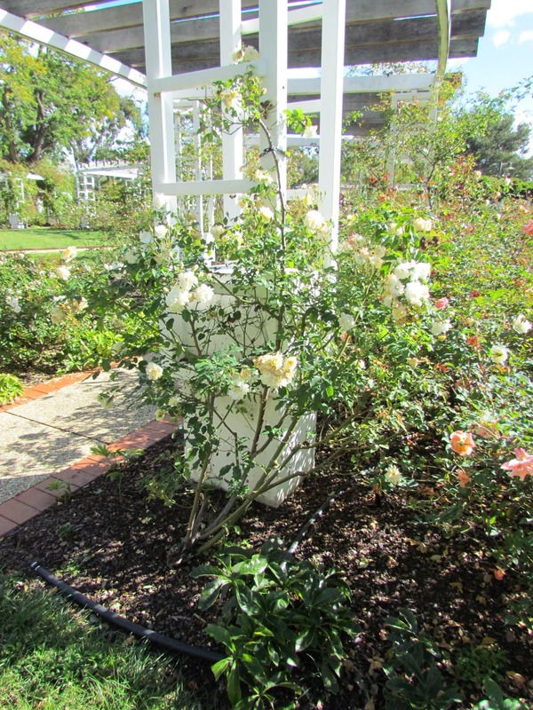 'Alister Stella Gray (noisette, Gray, 1894)' rose photo