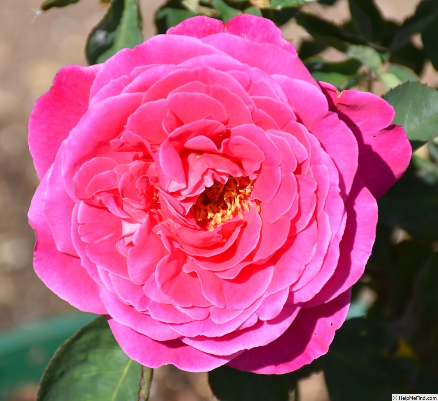 'Pink Peace' rose photo