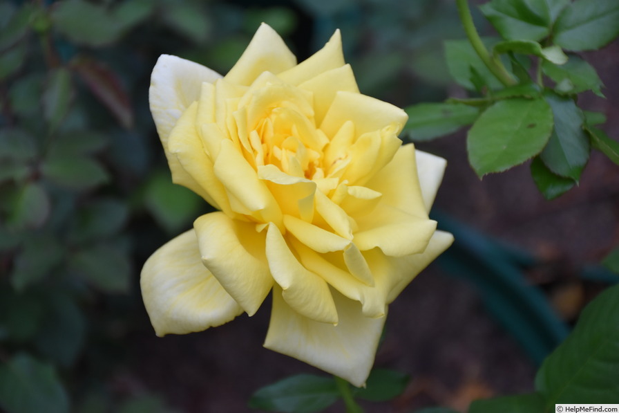 'Spek's Yellow' rose photo