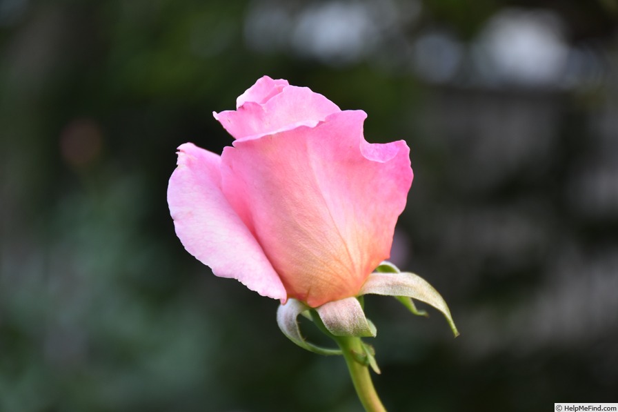 'Tiffany (hybrid tea, Lindquist, 1953)' rose photo