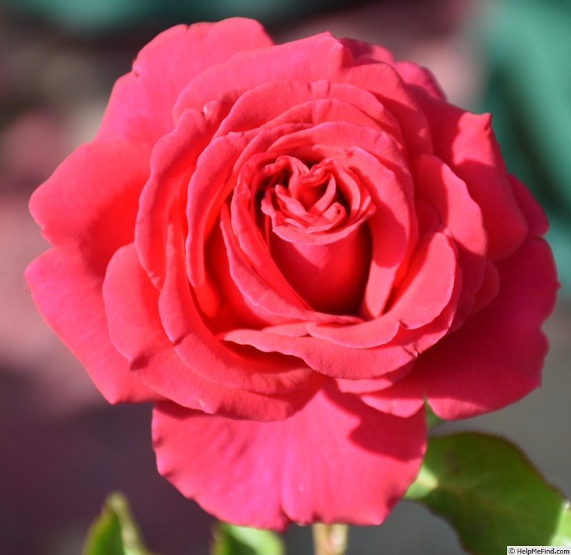 'Toni' rose photo