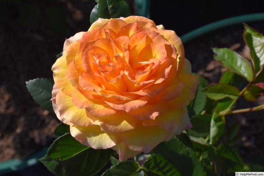 'Victoria Gold' rose photo