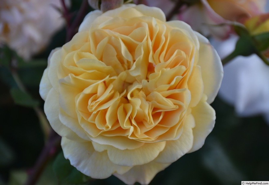 'Yellow Charles Austin ®' rose photo