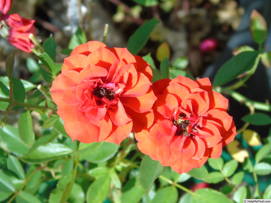 'Orange Baby' rose photo