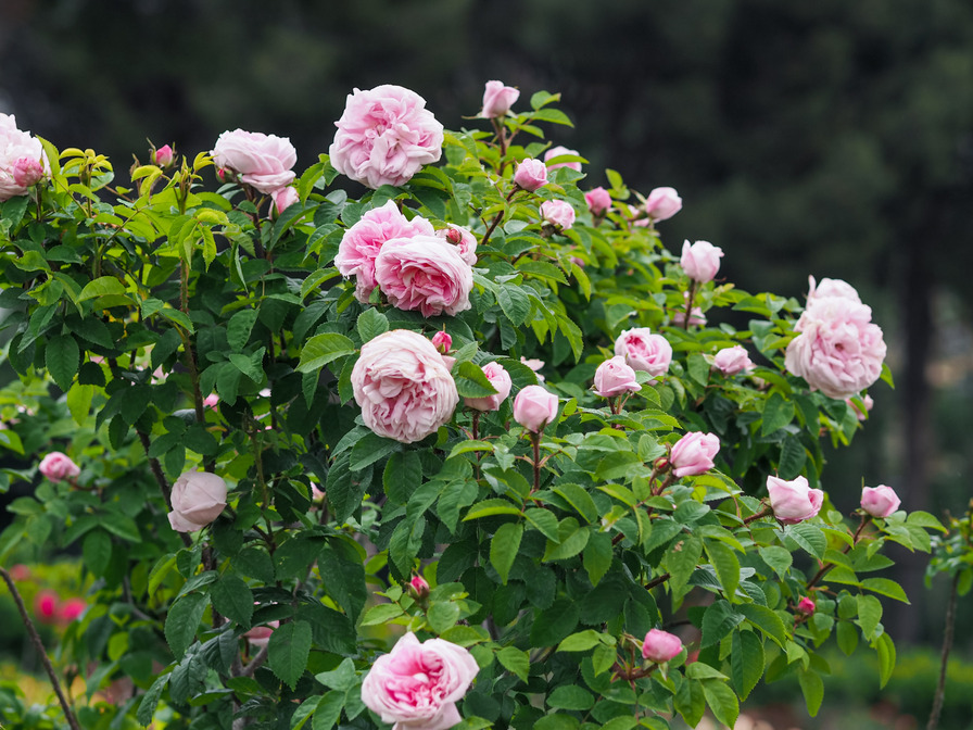'Gloire des Mousseux' rose photo
