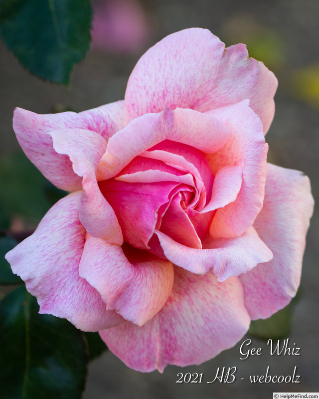 'Gee Whiz (Shrub. Buck. 1984)' rose photo