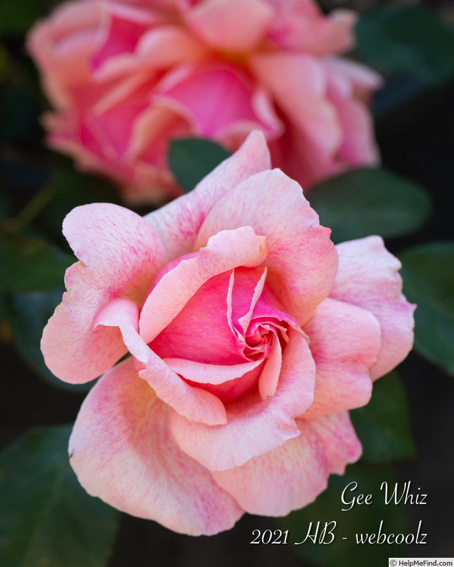 'Gee Whiz (Shrub. Buck. 1984)' rose photo