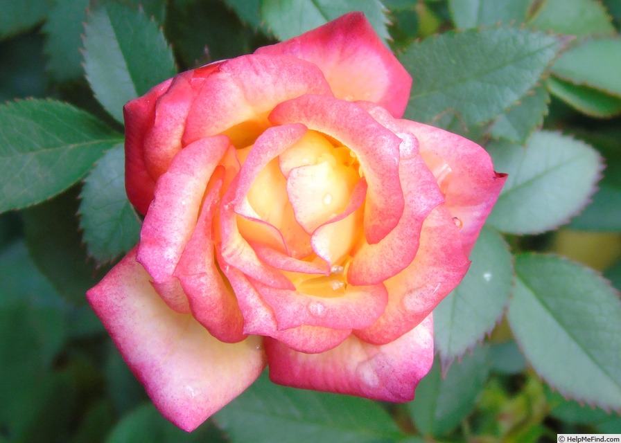 'Sunset (miniature, Benardella 1999)' rose photo