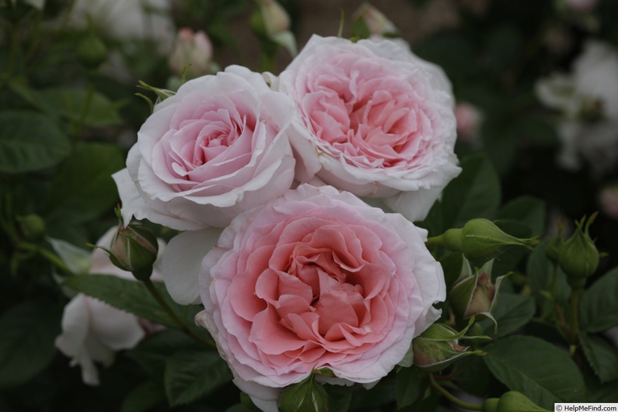 'Peace & Harmony' rose photo