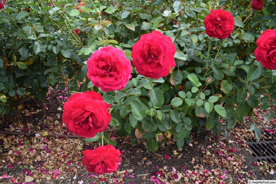 'Bordeaux (floribunda, Kordes, 2004)' rose photo