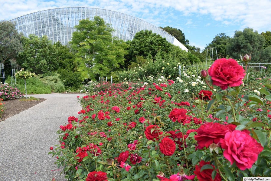 'Bordeaux (floribunda, Kordes, 2004)' rose photo