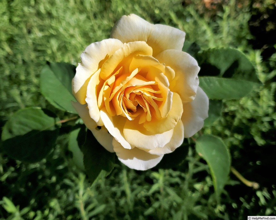 'Crown of Gold' rose photo