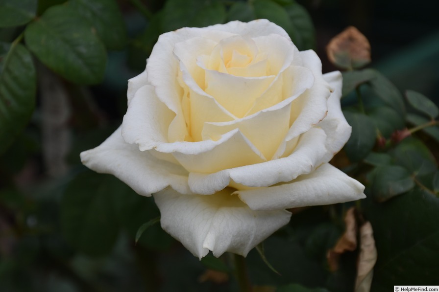 'Cream Dream ™ (floribunda, Kordes 1996)' rose photo