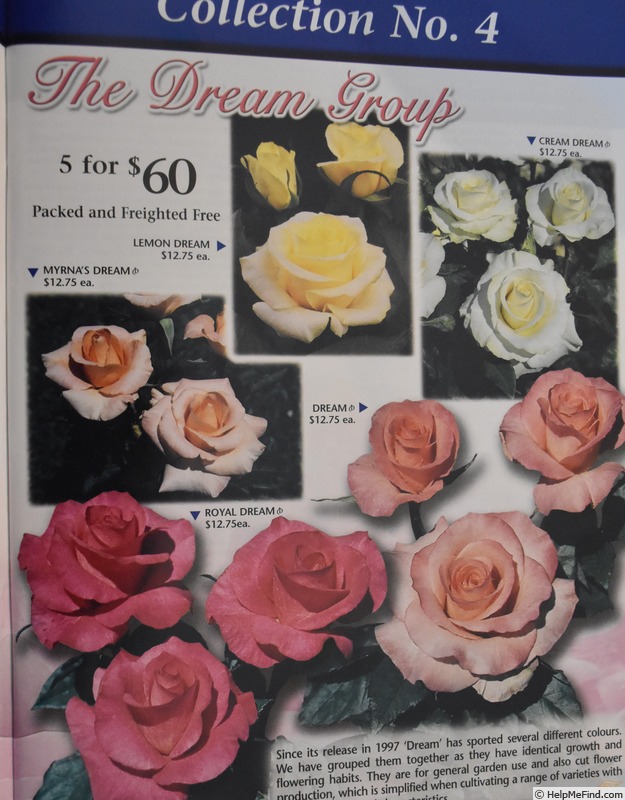 'Cream Dream ™ (floribunda, Kordes 1996)' rose photo