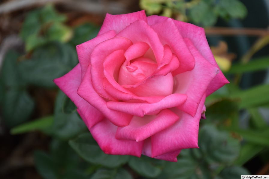 'Signature ®' rose photo