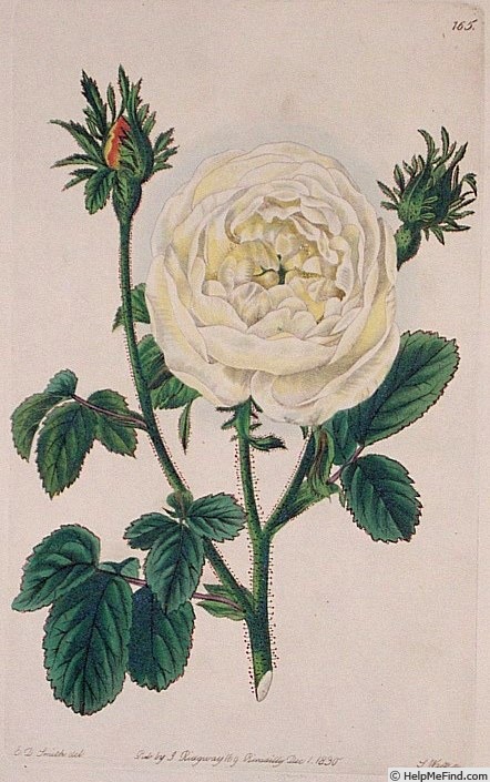 'Globe White Hip' rose photo