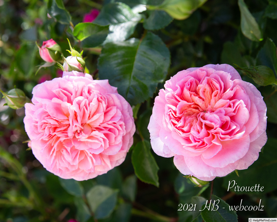 'Pirouette ™ (climber, Olesen 2002)' rose photo