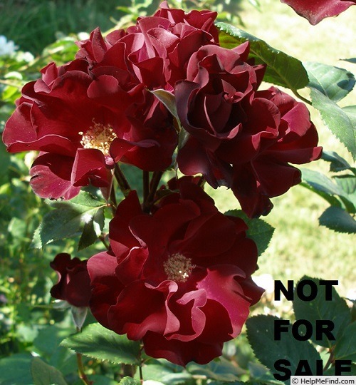 'Dark Red Pillar' rose photo