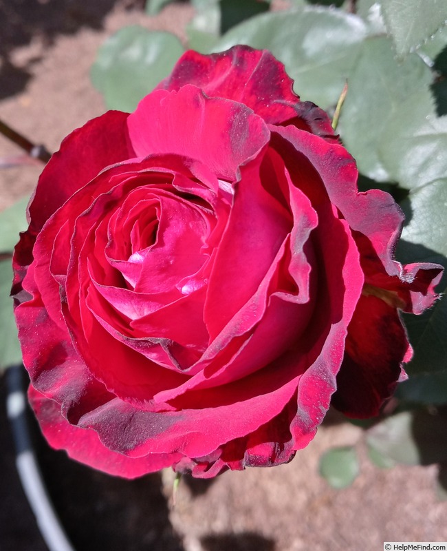 'Osiria' rose photo