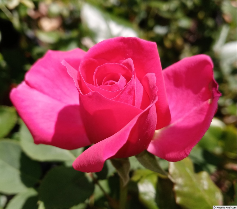 'Celestine (floribunda, Jalbert 2018)' rose photo