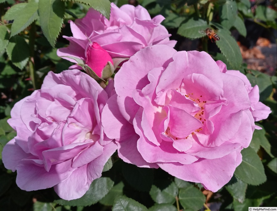 'Lucky (floribunda, Fryer, 2007)' rose photo