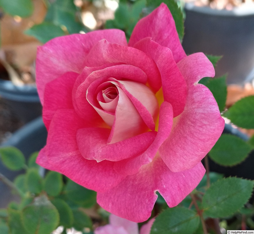 'Dulcinea (miniature, Sproul 2013)' rose photo
