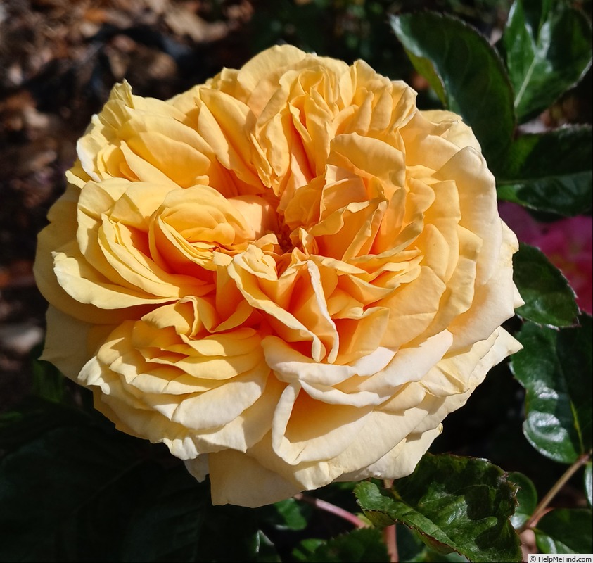 'Sweet Jane™' rose photo