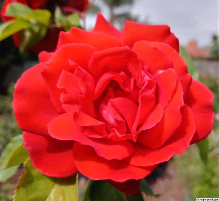 'Terra Cotta' rose photo