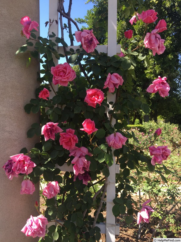 'Madame Driout' rose photo