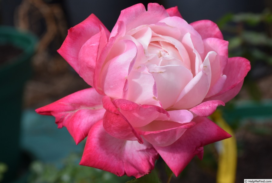 'Beautiful Girl' rose photo