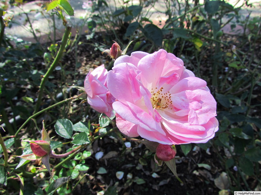 'Old Blush' rose photo